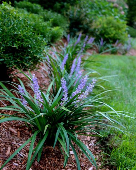 50 Liriope Bare Root Plants Aka Monkey Grass / Lilyturf - Etsy | Part ...