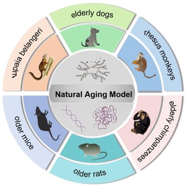 Aging Model 的图像结果