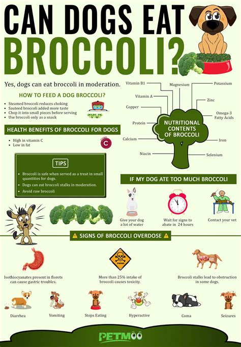 Broccoli In Dogs Food at Benjamin Marcial blog