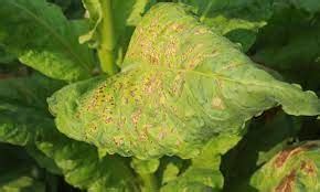 Effective Disease Management in Tobacco – Khethari
