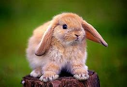 Image result for Bunny Rabbit Wallpapers
