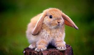 Image result for HD Wallpapers for PC 4K Rabbit