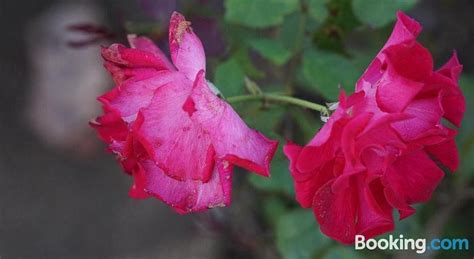 BRIGITTE BEACH HOUSE (Padang) - Lodging Reviews & Photos - Tripadvisor