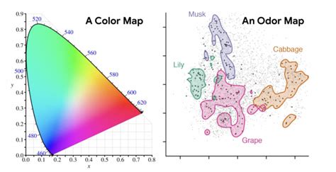 Google AI Introduces a Machine Learning-Generated Sensory Map Called ...