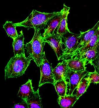 DNA Methylation | Life Science Research | Merck