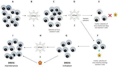 Drug Reaction with Eosinophilia and Systemic Symptoms (DRESS): Focus on ...