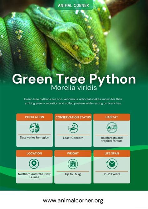 Image result for Green Tree Python Habitat