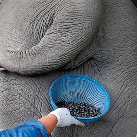 The growing club of poo brew