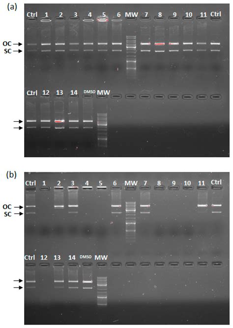Antimicrobial Activity of Copper(II), Nickel(II) and Zinc(II) Complexes ...