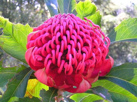 Discover Australia’s Floral Emblem: The Stunning Native Flower of the Land Down Under