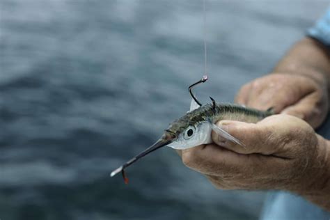 Image result for Catching Bait Fish