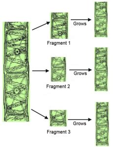 Asexual Reproduction Definition, Examples, Types, Advantages