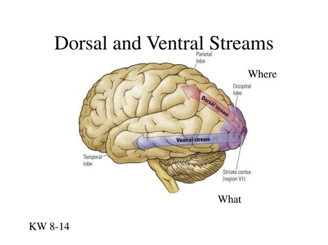 Image result for Visual Fields Red Pin