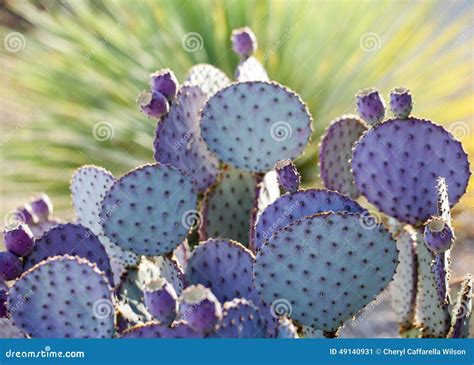 Purple N Green Prickly Pear Stock Image - Image of purple, desert: 49140931