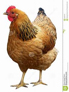 Hen Background by Brown Hen Isolated On A White Background Stock Image Hen Background
