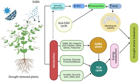 GABA: A Key Player in Drought Stress Resistance in Plants