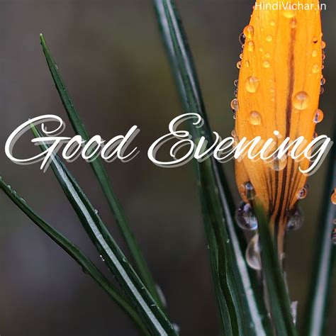 250 + Beautiful Good Evening HD Images with Wishes for Whatsapp