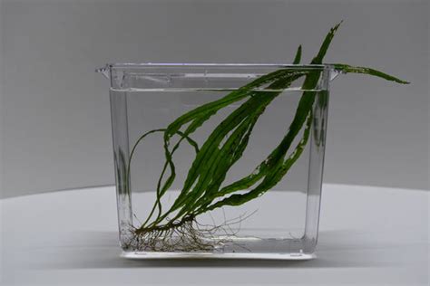 Java Fern Small Leaves at Tip 的图像结果