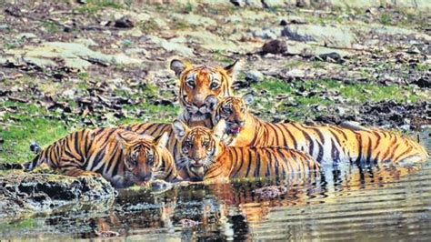 K’taka: After 5-day search, forest dept tracks three tiger cubs | Bengaluru