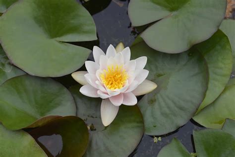Discover the National Flower of Bangladesh: the White Water Lily - A-Z ...