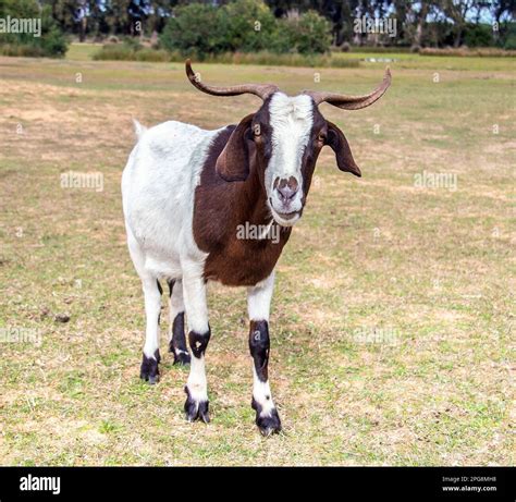 Boer Goat Breed Facts at Harry Forlong blog