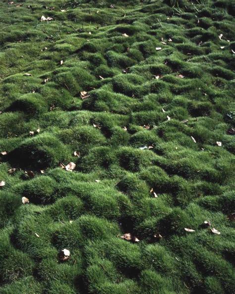 Zoysia tenuifolia - זואיסיה דקת-עלים, Korean velvet grass | Ramat Hanadiv