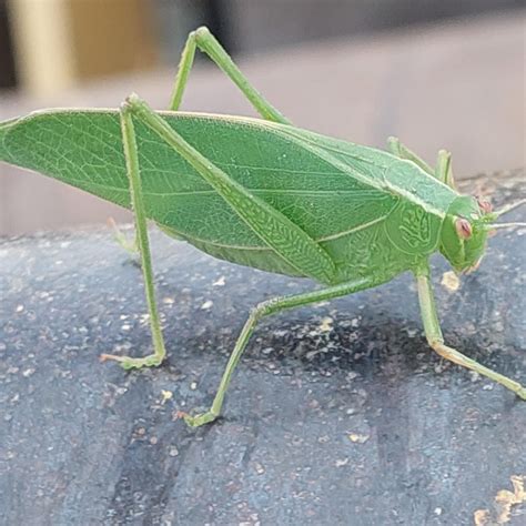 I found an insect with some impressive camo : r/pics