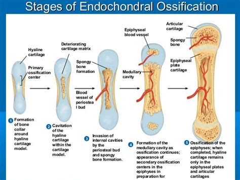 Image result for Process of Bone Formation