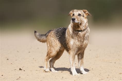 Puppy Labrador Retriever Shepherd Mix
