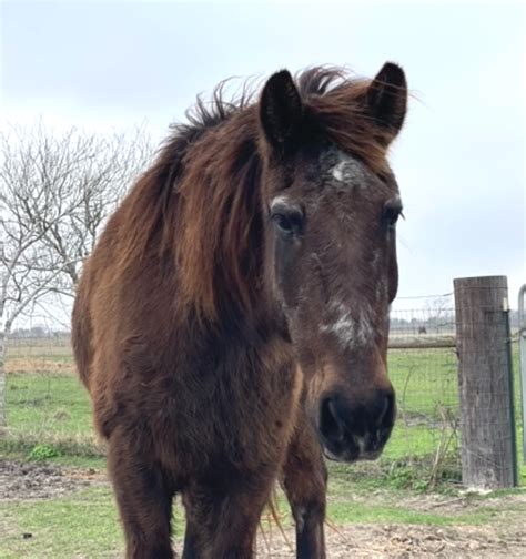 Adopt | Habitat For Horses