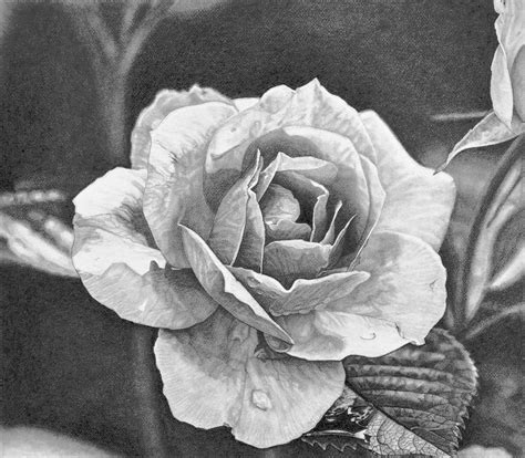Shades of Rose – Gallerist.in