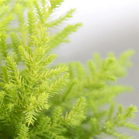 Golden Cyprus | Golden Cypress - Plant – Lalit Enterprise