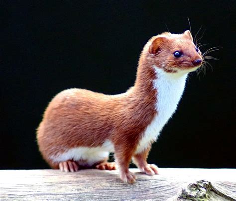 Mink vs Stoat: Key Differences Between These Fierce Mustelids ...