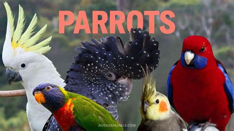 Types Of Australian Parrots A Guide To The Feral Parrots Of The US