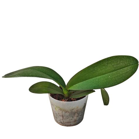 Click Orchid - The Home of Orchids in India
