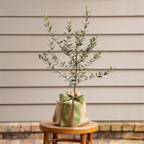 Image result for Install Olive Tree Linux