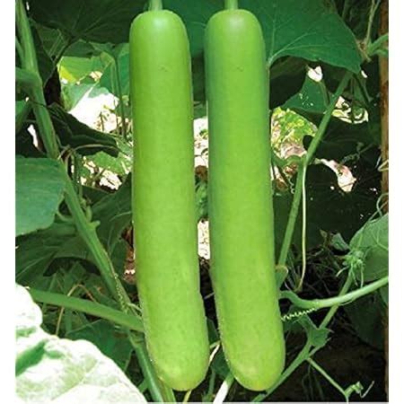 MaliaGarden Long Bottle Gourd - Calabash-Lauki-Ghiya-Lau Hybrid ...