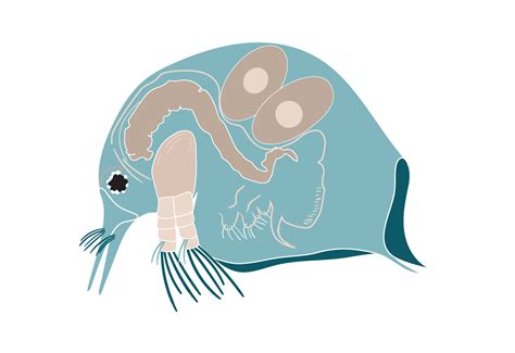Plankton, water flea, zooplankton icon. Colorful cartoon cute animal icon isolated 22892012 PNG