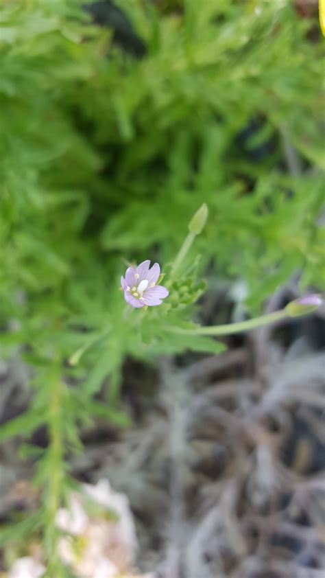 Where To Place Square-stalked willowherb In Feng Shui? (Characteristics, Direction, and ...
