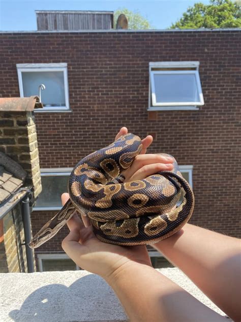 Image result for My First Ball Python
