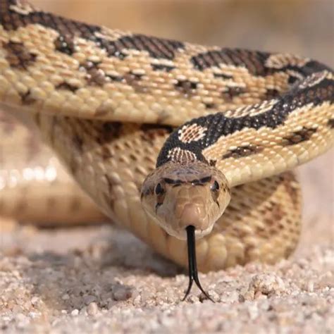 Image result for Gopherhawk Snake Probe