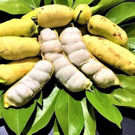 Veliyath garden Ice Cream Bean Live Plants (Inga Edulis) : Amazon.in ...
