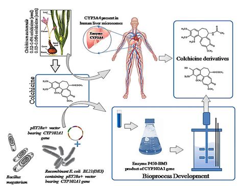 Biotechnical Process 的图像结果