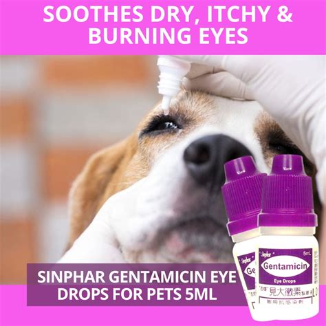 Gentamicin Eye Drops Vs Ointment at David Naquin blog