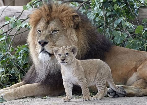 Rare Barbary lion cub stands tall next to its father Picture | Cutest ...