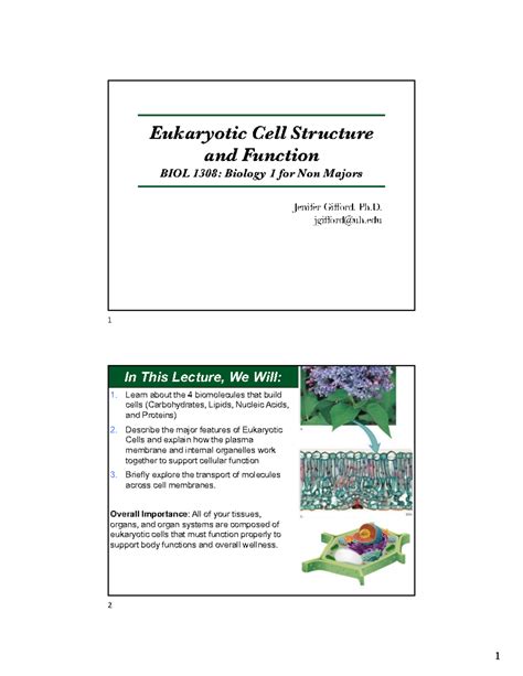 Eukaryotic Cell Structure & Function: BIOL 1308 Lecture Notes - Studocu