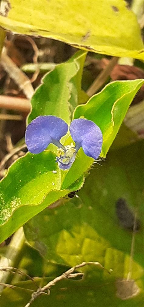 Purple Color Commelina Benghalensis Flowers on Green Leaves Background
