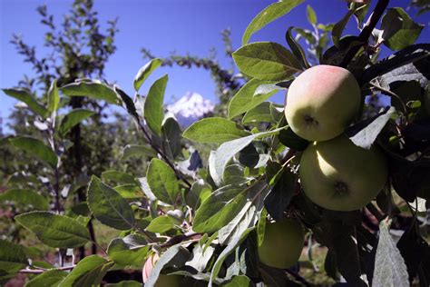 How to Tour the Hood River Fruit Loop - Dreams Abroad