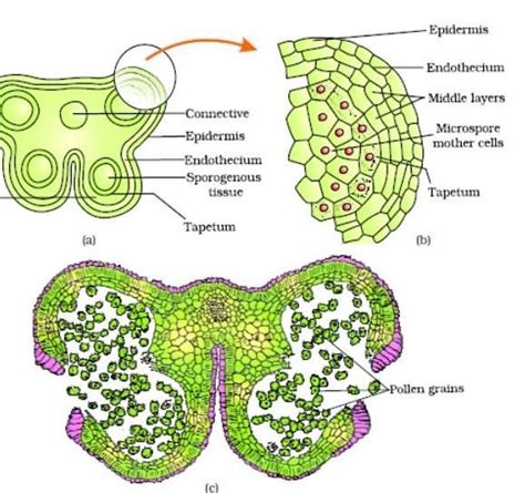 Describe the structure of a microspprangium with a lablled diagram ...