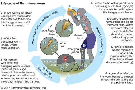 Guinea Worm Disease